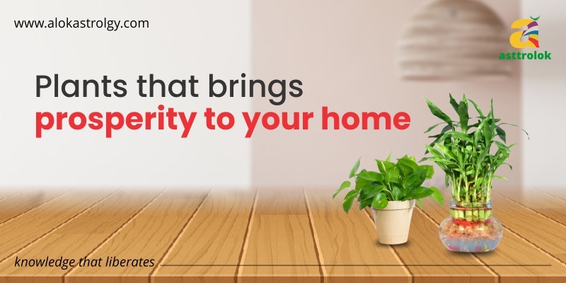 Plants That Brings Prosperity To Your Home